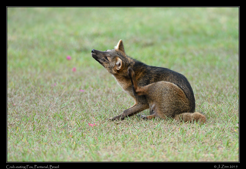 crab_eating_fox_9706a