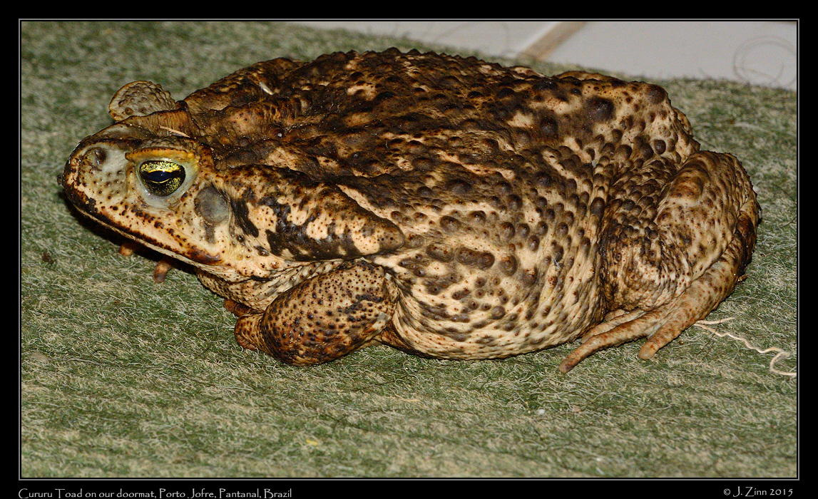 cururu_toad_6231a