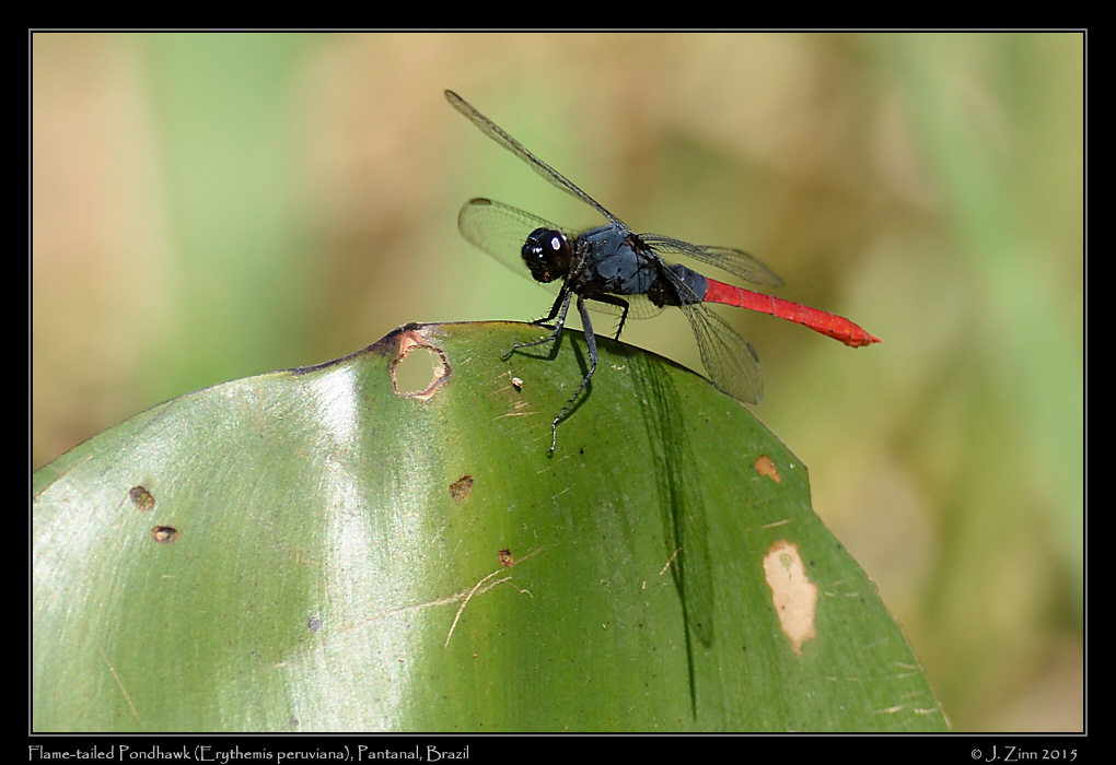flame_tailed_pondhawk_9591a