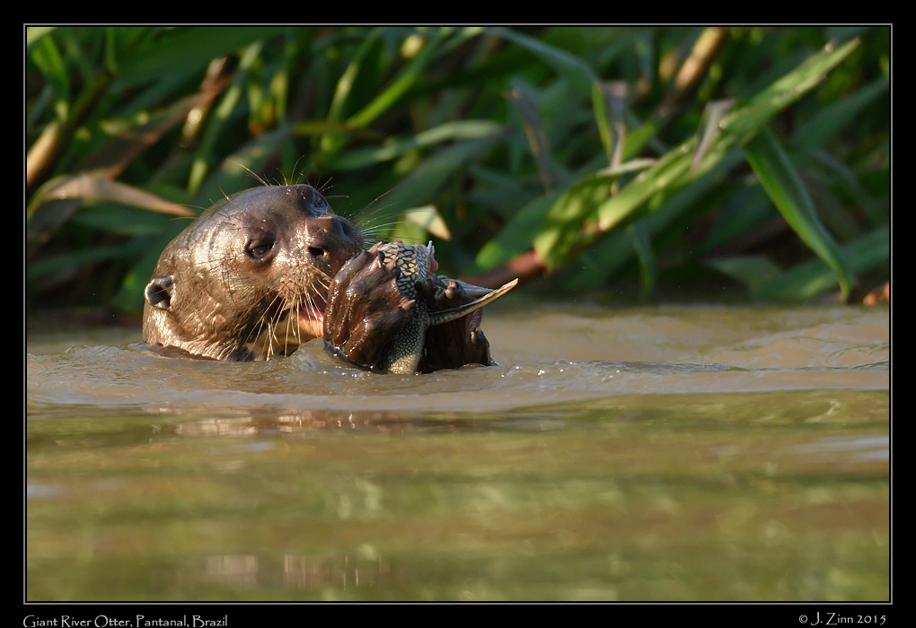 giant_river_otter__9152a