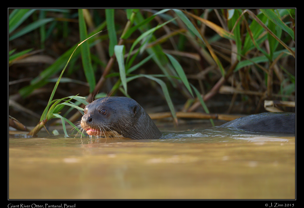 giant_river_otter__9181a