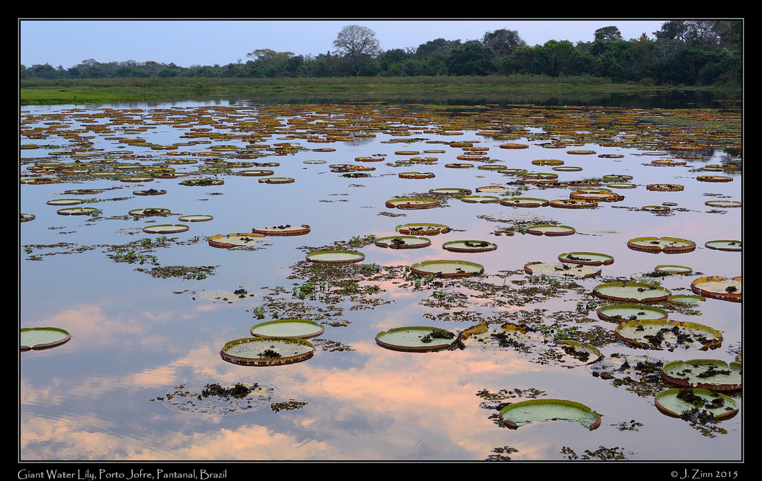 giant_water_lily_6190a