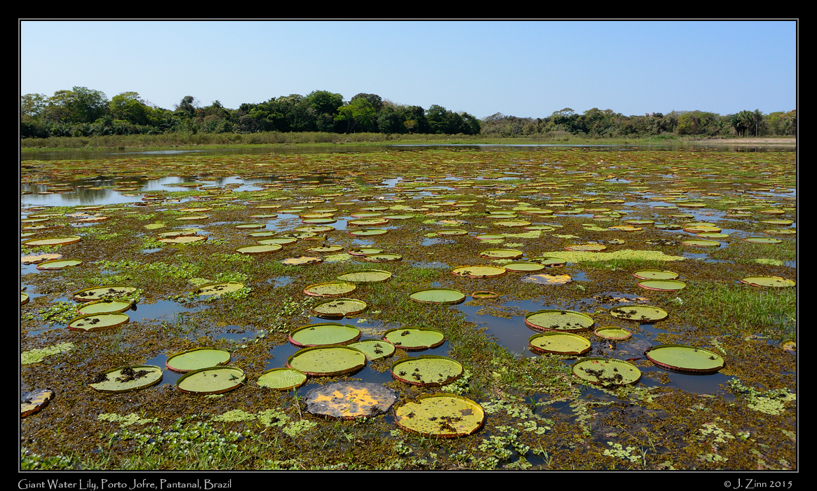 giant_water_lily_6213a