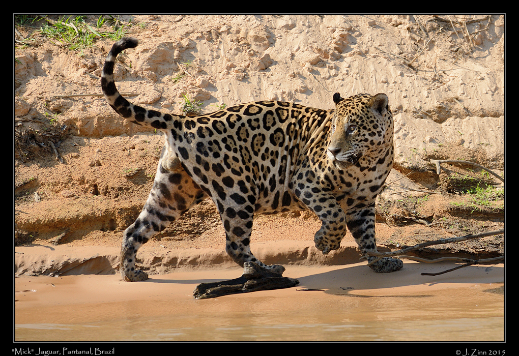 jaguar__7619a