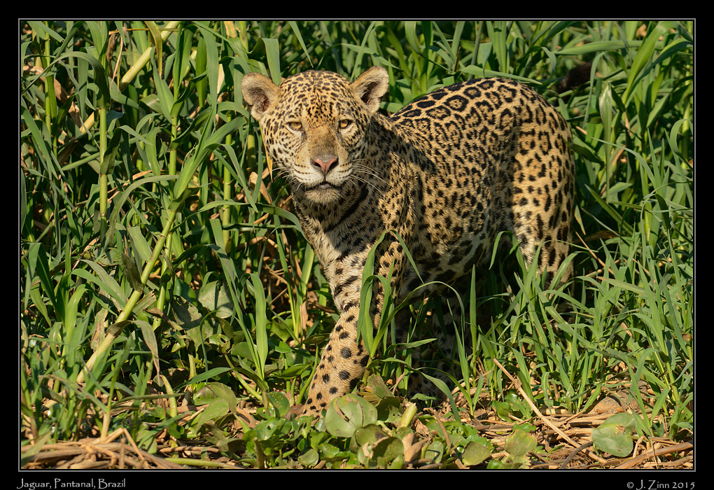 jaguar__7739aw