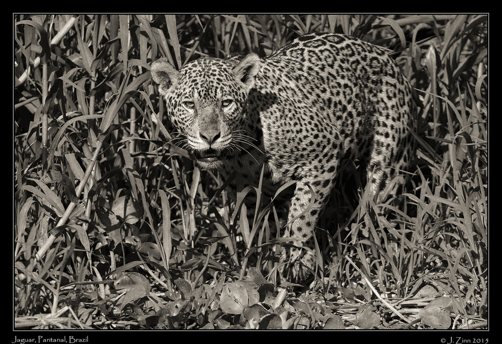 jaguar__7743a-kodtmax100