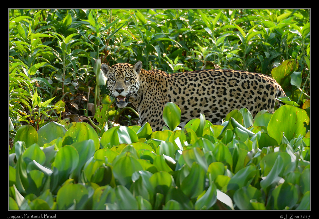 jaguar__7895a