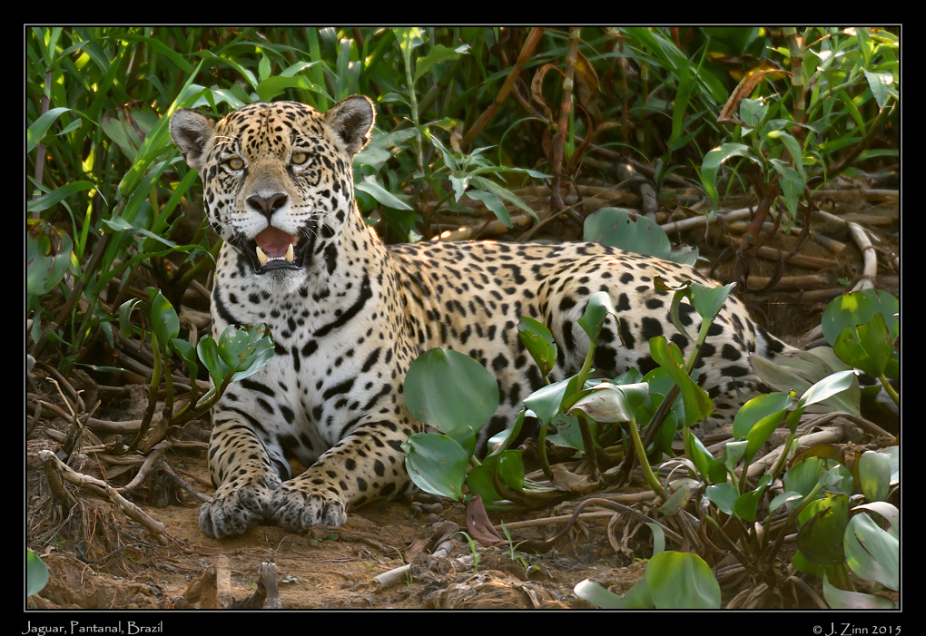 jaguar__7975a