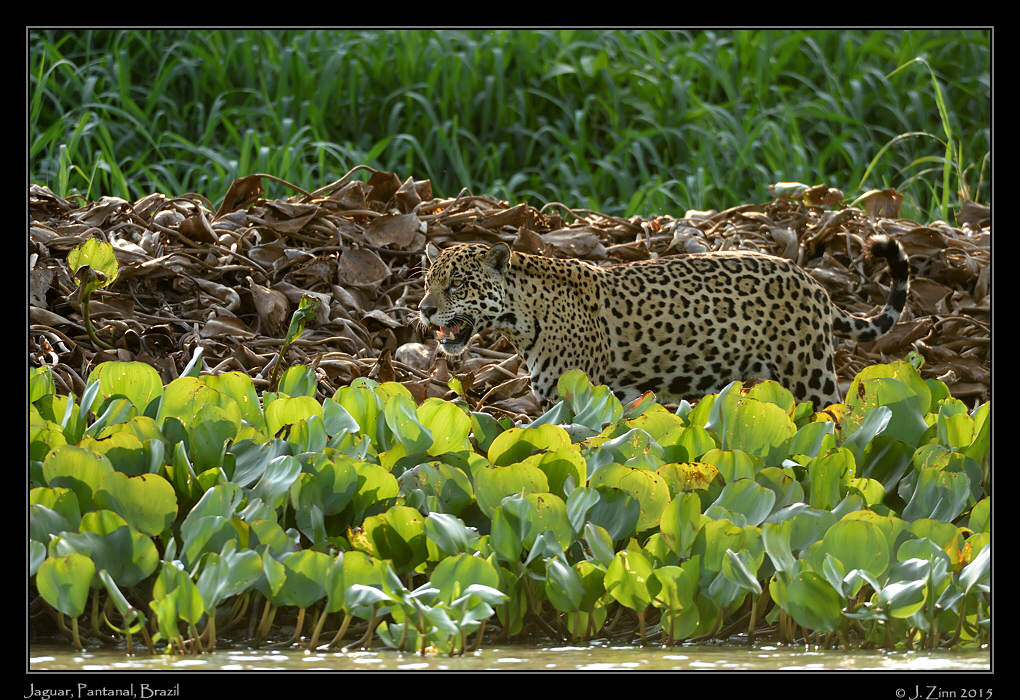 jaguar__8026b
