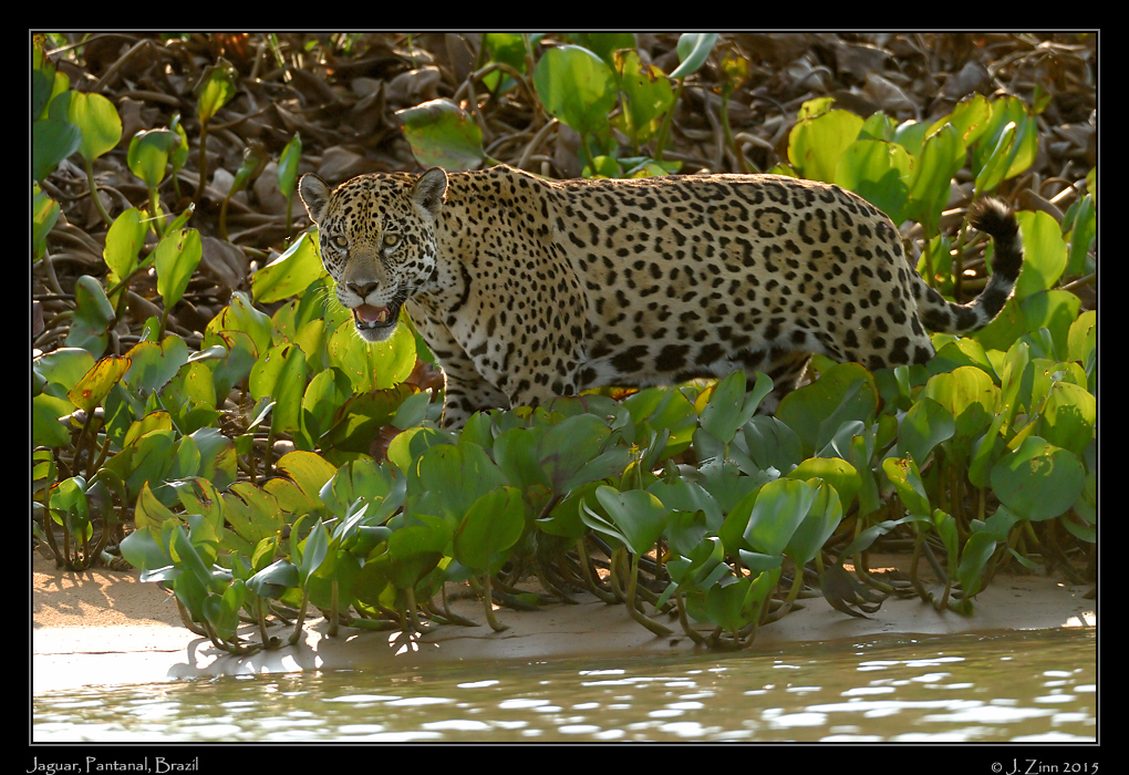 jaguar__8048a