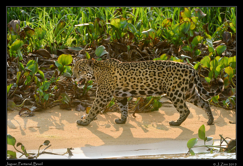 jaguar__8064c