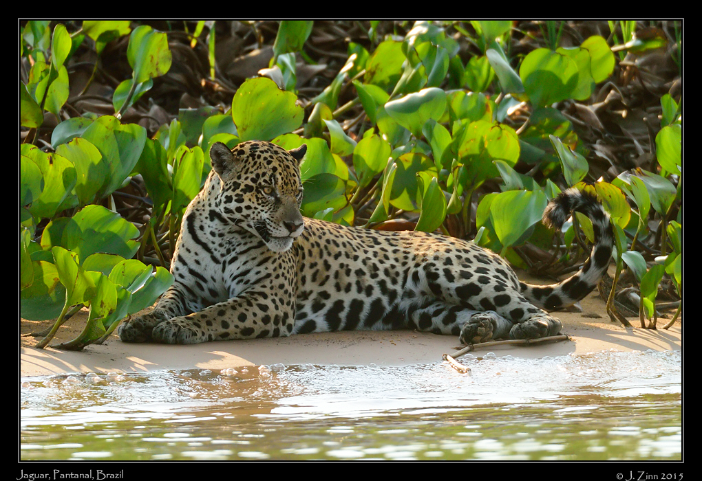 jaguar__8089a