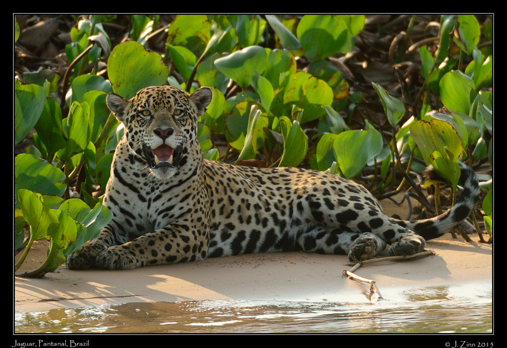 jaguar__8098bw
