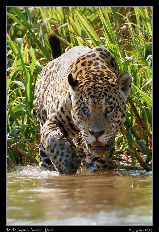 jaguar__8583b
