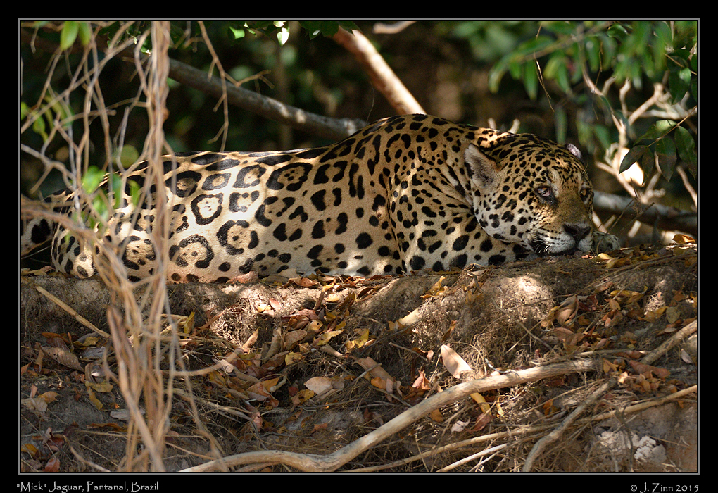 jaguar__9271a