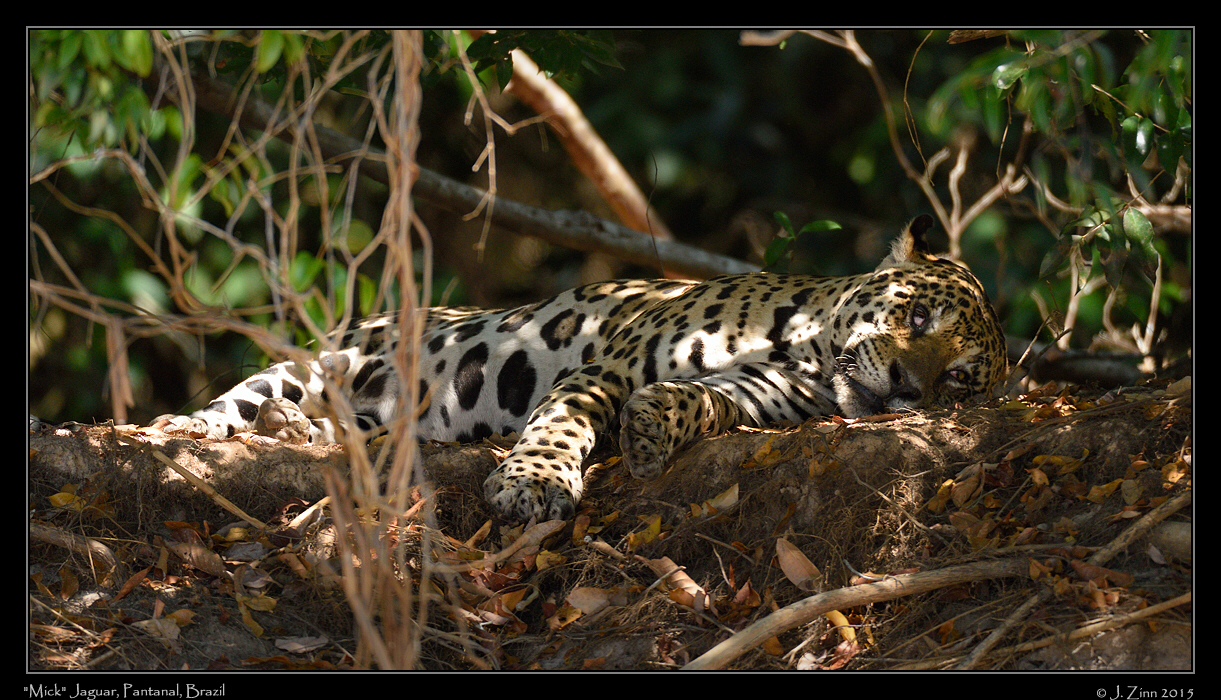 jaguar__9390a