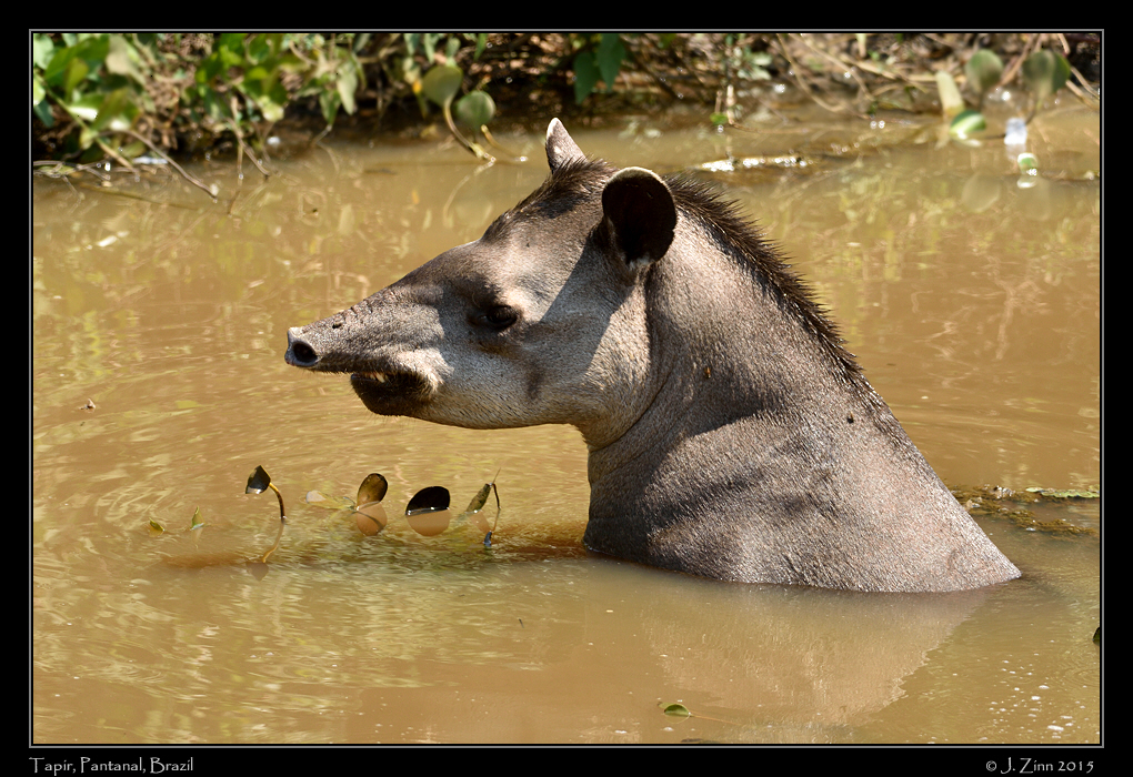 tapir_5382a