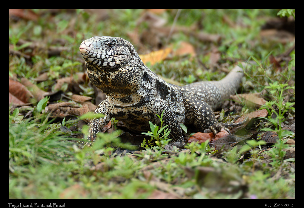 tegu_lizard_6759a
