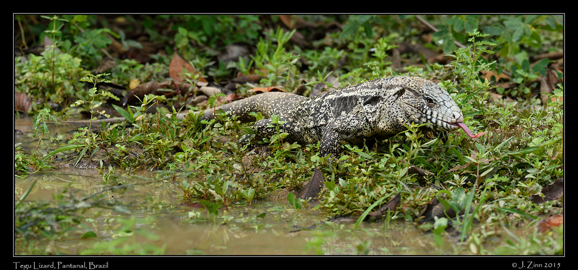 tegu_lizard_6775a