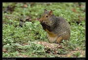  Agouti, Pantanal, Brazil � Janet Zinn 2015