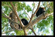  Black Howler Monkeys, Pantanal, Brazil � Janet Zinn 2015