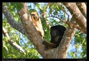  Black Howler Monkeys, Pantanal, Brazil � Janet Zinn 2015