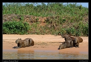  Capybara, Pantanal, Brazil � Janet Zinn 2015