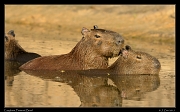  Capybara, Pantanal, Brazil � Janet Zinn 2015