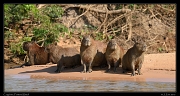  Capybara, Pantanal, Brazil � Janet Zinn 2015