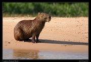 Capybara, Pantanal, Brazil � Janet Zinn 2015
