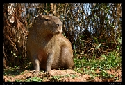  Capybara, Pantanal, Brazil � Janet Zinn 2015