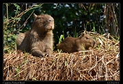  Capybara, Pantanal, Brazil � Janet Zinn 2015