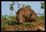  Capybara with Cattle Tyrant, Pantanal, Brazil � Janet Zinn 2015