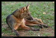  Crab-eating Fox, Pantanal, Brazil � Janet Zinn 2015