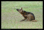  Crab-eating Fox, Pantanal, Brazil � Janet Zinn 2015