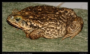  Cururu Toad, Pantanal, Brazil � Janet Zinn 2015