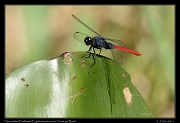  Flame-tailed Pondhawk (Erythemis peruviana), Pantanal, Brazil � Janet Zinn 2015