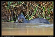  Giant River Otter, Pantanal, Brazil � Janet Zinn 2015