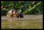  Giant River Otter with fish, Pantanal, Brazil � Janet Zinn 2015
