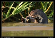  Giant River Otter with fish, Pantanal, Brazil � Janet Zinn 2015