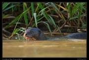  Giant River Otter, Pantanal, Brazil � Janet Zinn 2015
