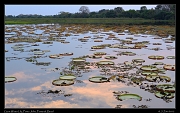  Giant Water Lillies at Porto Jofre, Pantanal, Brazil � Janet Zinn 2015