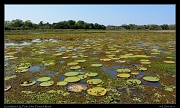  Giant Water Lilies at Porto Jofre, Pantanal, Brazil � Janet Zinn 2015