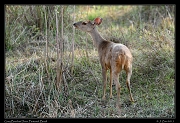  Grey Brocket Deer, Pantanal, Brazil � Janet Zinn 2015