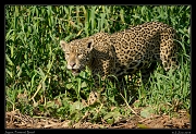  Jaguar,  Pantanal, Brazil � Janet Zinn 2015