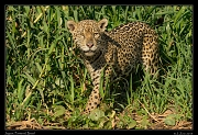 Jaguar,  Pantanal, Brazil � Janet Zinn 2015