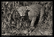  Jaguar,  Pantanal, Brazil � Janet Zinn 2015