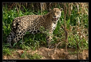  Jaguar,  Pantanal, Brazil � Janet Zinn 2015