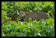  Jaguar,  Pantanal, Brazil � Janet Zinn 2015