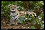  Jaguar,  Pantanal, Brazil � Janet Zinn 2015
